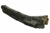 Ornithopod (Valdosaurus) Partial Rib Bone - Isle of Wight #92580-4